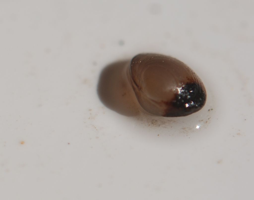 Pisidium sp. (Bivalvia Sphaeridae)